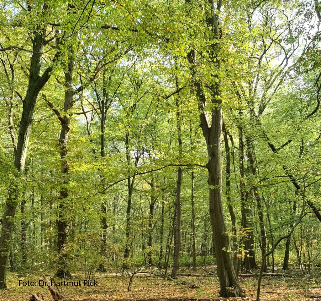 CDU-Fraktion gegen Baumschutzsatzung auf privaten Flächen