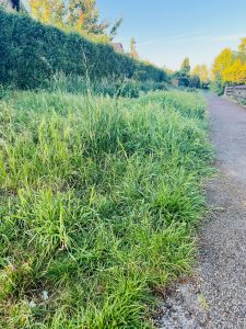 CDU-Fraktion im Ortsrat Sehnde fordert Wiederaufnahme der Grünpflege nach altem Pflegeplan