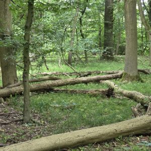 Anfrage zu Baumfällungen und Sperrung Ladeholz